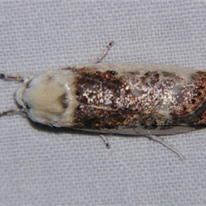 Unverified Curved-horn moth (all Gelechioidea except Oecophoridae) by PJH123