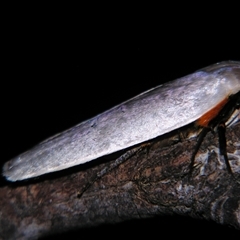Maroga melanostigma at Bolivia, NSW - suppressed