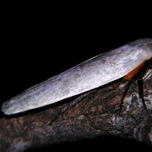 Maroga melanostigma at Bolivia, NSW - suppressed