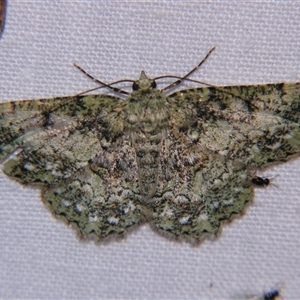 Hypodoxa calliglauca at Bolivia, NSW - suppressed