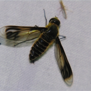 Unverified True fly (Diptera) by PJH123