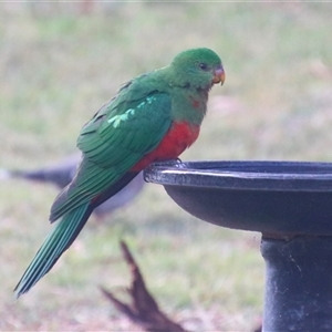 Alisterus scapularis at Macarthur, ACT - Today by RodDeb