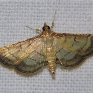 Cnaphalocrocis poeyalis at Bolivia, NSW - suppressed