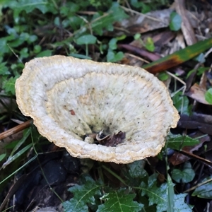 Cymatoderma elegans at Pebbly Beach, NSW - Yesterday by Clarel