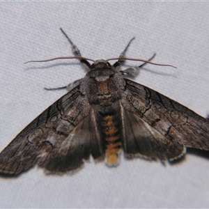 Unverified Noctuoid moth (except Arctiinae) by PJH123