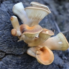 Unverified Other fungi on wood at Pebbly Beach, NSW - 21 Apr 2025 by Clarel