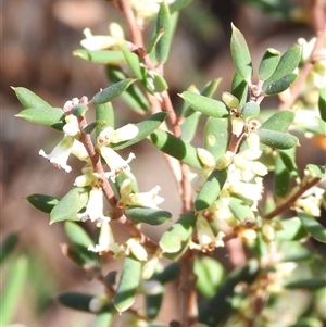 Monotoca scoparia at Jingera, NSW - 20 Apr 2025 by DavidDedenczuk