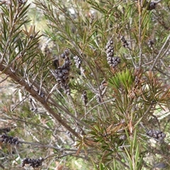 Melaleuca sp. at Jingera, NSW - 20 Apr 2025 by DavidDedenczuk