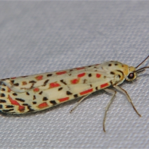 Utetheisa pulchelloides at Bolivia, NSW - suppressed