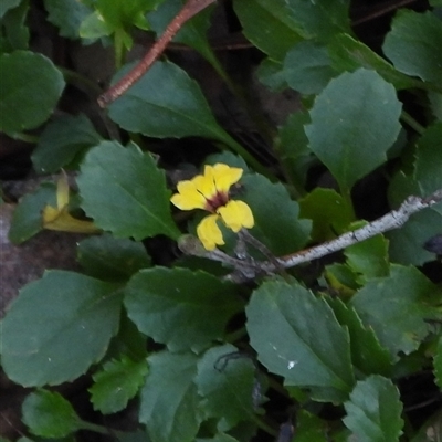 Goodenia hederacea subsp. alpestris at Jingera, NSW - 20 Apr 2025 by DavidDedenczuk