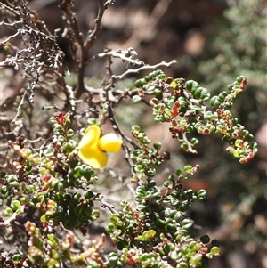 Bossiaea buxifolia at Jingera, NSW - 20 Apr 2025 by DavidDedenczuk
