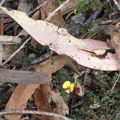Bossiaea prostrata at Jingera, NSW - 20 Apr 2025 by DavidDedenczuk
