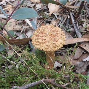 Unverified Fungus at Jingera, NSW - 20 Apr 2025 by DavidDedenczuk