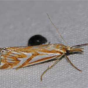 Hednota pleniferellus at Bolivia, NSW - suppressed