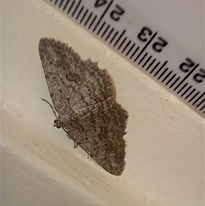 Psilosticha absorpta at Latham, ACT - Yesterday by rjwhite