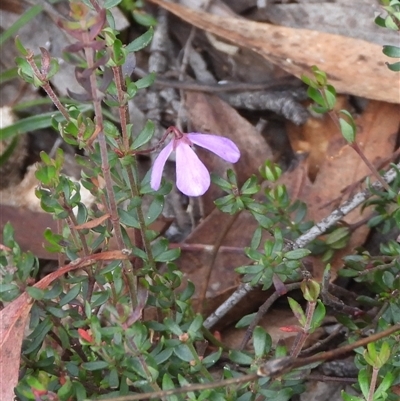 Tetratheca bauerifolia at Jingera, NSW - 20 Apr 2025 by DavidDedenczuk