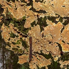 Unverified Fungus at Fern Tree, TAS - 22 Apr 2025 by VanessaC