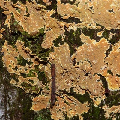 Unverified Fungus at Fern Tree, TAS - 22 Apr 2025 by VanessaC