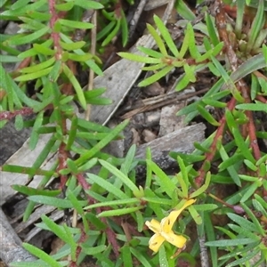 Persoonia chamaepeuce at Jingera, NSW - 20 Apr 2025 by DavidDedenczuk