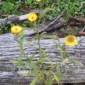 Xerochrysum bracteatum at Jingera, NSW - 20 Apr 2025 03:37 PM