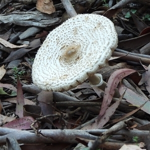 Unverified Fungus at Jingera, NSW - 20 Apr 2025 by DavidDedenczuk
