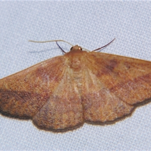 Idiodes apicata at Bolivia, NSW - suppressed