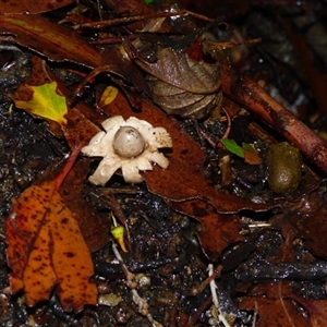 Geastrum sp. (genus) at Fern Tree, TAS - 22 Apr 2025 04:18 PM