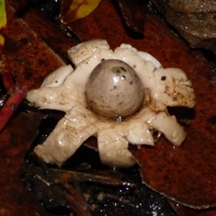 Geastrum sp. (genus) at Fern Tree, TAS - 22 Apr 2025 04:18 PM