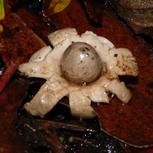 Geastrum sp. (genus) at Fern Tree, TAS - 22 Apr 2025 04:18 PM