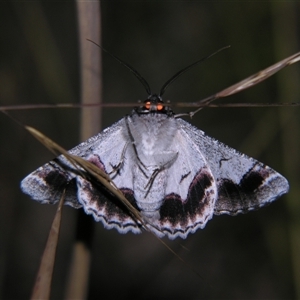 Unverified Geometer moth (Geometridae) by PJH123