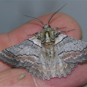 Hypobapta tachyhalotaria at Bolivia, NSW - suppressed