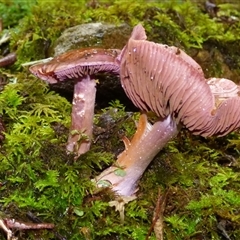 Unverified Cap on a stem; gills below cap [mushrooms or mushroom-like] at Fern Tree, TAS - 22 Apr 2025 by VanessaC