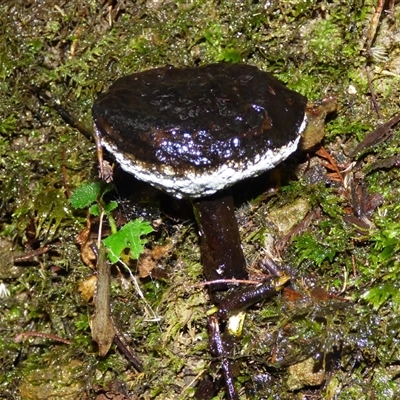 Unverified Fungus at Fern Tree, TAS - 22 Apr 2025 by VanessaC