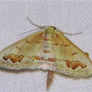 Unverified Geometer moth (Geometridae) by PJH123