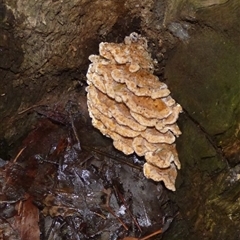 Unverified Fungus at Fern Tree, TAS - 22 Apr 2025 by VanessaC