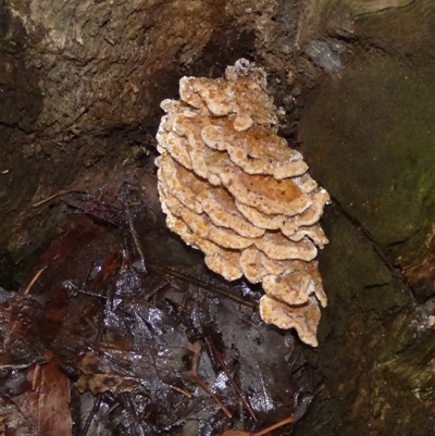 Unverified Fungus at Fern Tree, TAS - 22 Apr 2025 by VanessaC