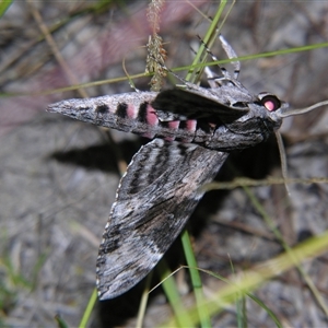 Unverified Hawk moth (Sphingidae) by PJH123