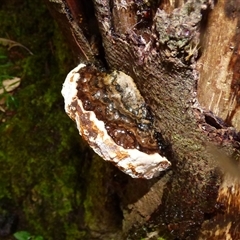 Unverified Shelf-like to hoof-like & usually on wood at Fern Tree, TAS - 22 Apr 2025 by VanessaC