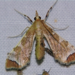 Sceliodes cordalis (Eggfruit Caterpillar, Poroporo Fruit Borer) at Bolivia, NSW - 24 Jan 2009 by PJH123