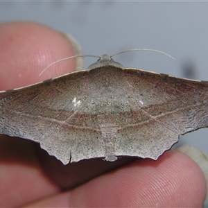 Oenochroma vetustaria at Bolivia, NSW - suppressed