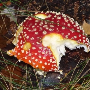 Amanita muscaria at Fern Tree, TAS - Today by VanessaC