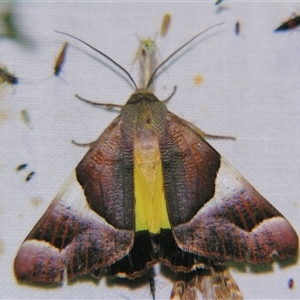 Niceteria macrocosma at Bolivia, NSW - suppressed