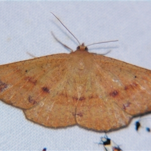 Idiodes apicata at Bolivia, NSW - suppressed