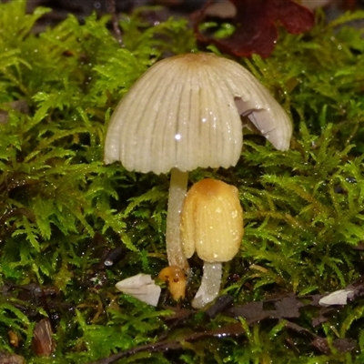 Unverified Cap on a stem; gills below cap [mushrooms or mushroom-like] at Fern Tree, TAS - 22 Apr 2025 by VanessaC