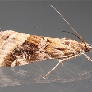 Hellula hydralis at Ainslie, ACT - 20 Apr 2025 by jb2602