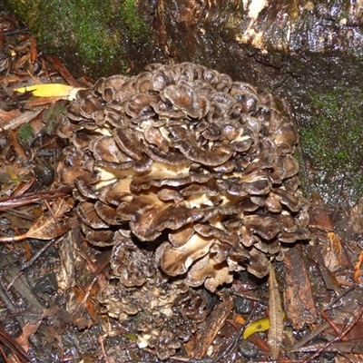 Unverified Fungus at Fern Tree, TAS - 22 Apr 2025 by VanessaC