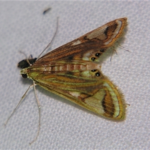 Strepsinoma foveata at Bolivia, NSW - suppressed