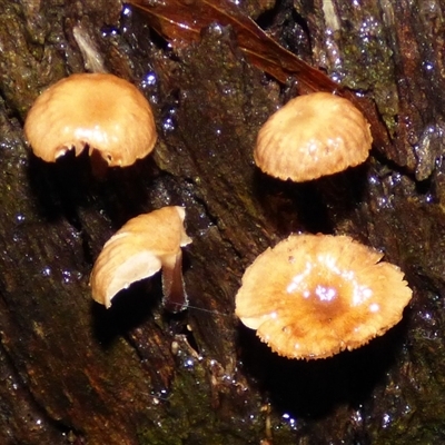 Unverified Cap on a stem; gills below cap [mushrooms or mushroom-like] at Fern Tree, TAS - 22 Apr 2025 by VanessaC