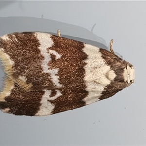 Halone sejuncta at Ainslie, ACT - Yesterday by jb2602