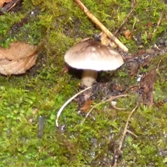 Unverified Cap on a stem; gills below cap [mushrooms or mushroom-like] at Fern Tree, TAS - 22 Apr 2025 by VanessaC